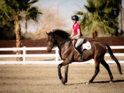 TKEQ Kennedy Seamless Short Sleeve - FLIRT -Ariat || Lemieux || PÉNÉLOPE Shop image fcae3191 3e02 40b8 b915 fa3ecd3c1076